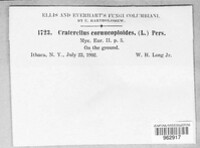 Craterellus cornucopioides image
